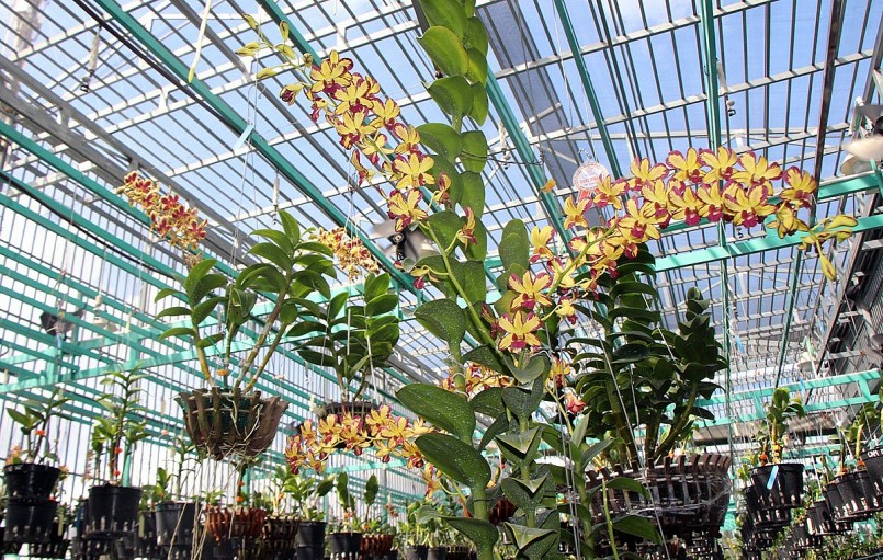 Mỗi tháng, anh Quyền cung ứng ra thị trường khoảng 200 chậu lan. 