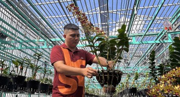 Vườn lan khủng xứ Tây đô, trồng lan tuyệt phẩm trên mái nhà chốt đều đặn 200 chậu mỗi tháng