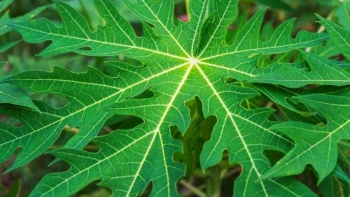 Công dụng chữa bệnh tuyệt vời của lá cây đu đủ