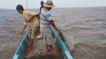 Nuôi con đặc sản ngụp lặn dưới bùn, không phải cho ăn, thương lái mua đều tay nhà nông có ngay tiền tỷ