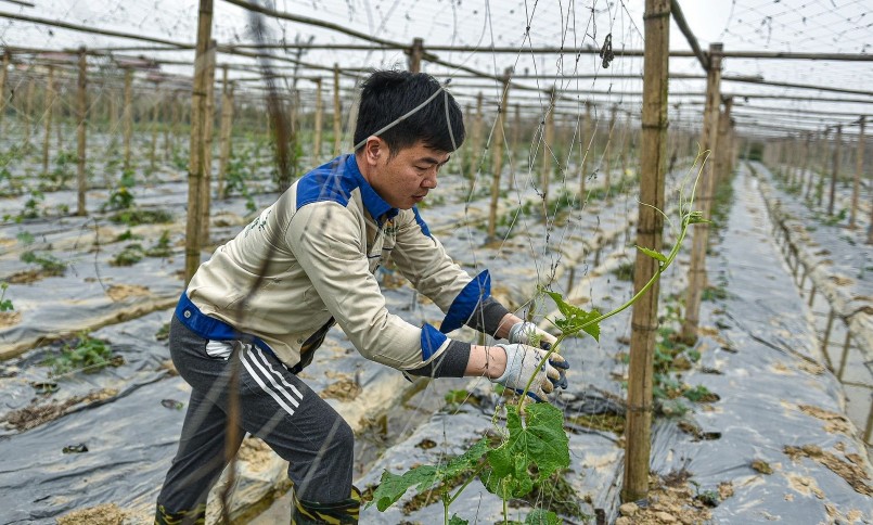 Anh Tạ Quý Tôn bỏ ngân hàng về quê lội ruộng trồng mướp.