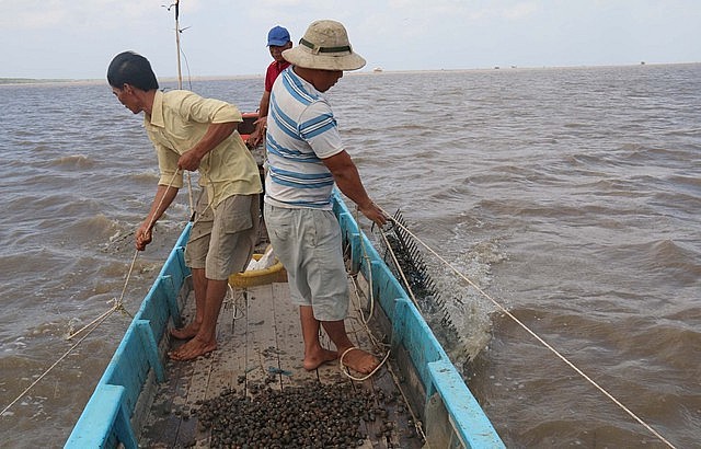 Người dân xã Nam Thái, H.An Biên thu hoạch sò huyết