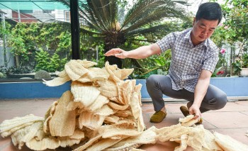 Giám đốc ngân hàng lương tháng 100 triệu xin nghỉ về quê trồng mướp, xuất khẩu thứ không ngờ tới