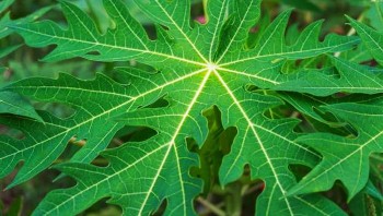 Công dụng chữa bệnh tuyệt vời của lá cây đu đủ