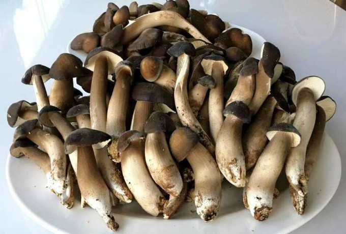 Nấm Mối đầu mùa có giá gần triệu đồng, giá đắt có "sắt ra miếng" ?