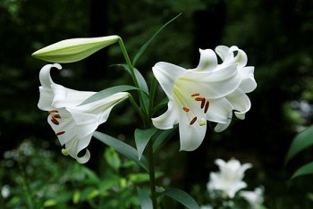 Những loại hoa, cây cảnh dù rất đẹp cũng không nên để trong phòng ngủ