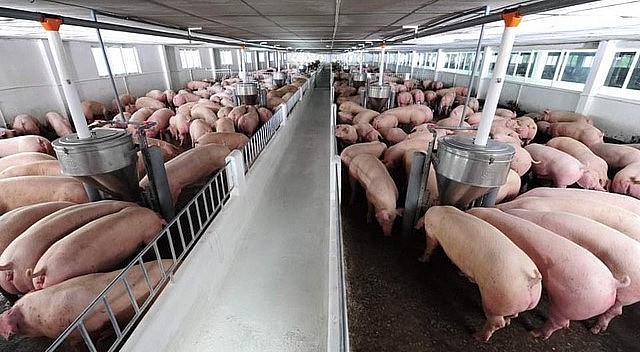 Giá heo hơi hôm nay (17/5) tăng đồng loạt tạo động lực để người nuôi heo tái đàn.