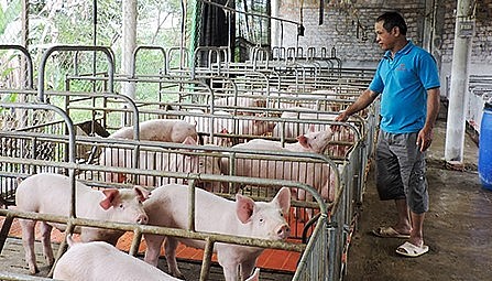 Giá heo hơi hôm nay (17/5), tăng đồng loạt trên cả nước cao nhất tới 3.000 đồng/kg.