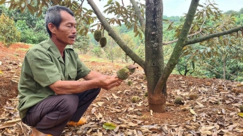 Sầu riêng rụng quả nguy cơ mất trắng, chuyên gia đưa giải pháp khắc phục