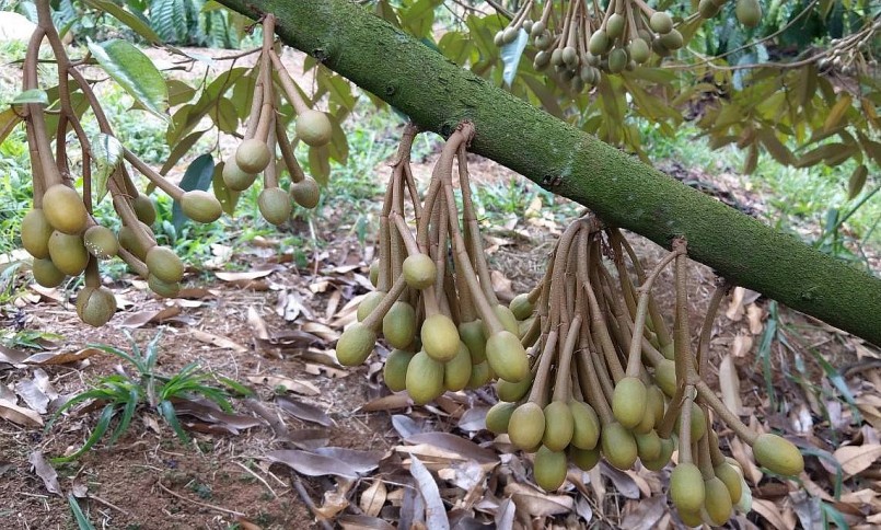 sầu riêng là loại cây trồng nhạy cảm với thời tiết, do đó chỉ cần thời tiết thay đổi bất thường sẽ khiến cây sầu riêng gặp tình trạng rụng hoa, quả non.