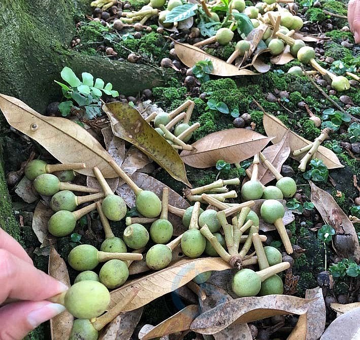 Hiện tượng sầu riêng rụng hoa và quả non sảy ra đồng loạt 