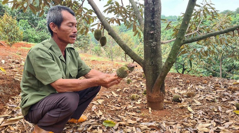 Vườn sầu riêng của gia đình ông Phạm Văn Khoa ở thôn 4, xã Ia Tô (huyện Ia Grai, tỉnh Gia Lai) rụng quả non không thể kiểm soát. (Ảnh TTXVN)