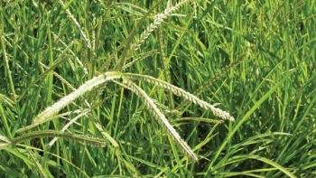 Thứ cỏ dại mọc khắp nơi nay bỗng thành dược liệu quý luôn cháy hàng với giá 70.000 đồng/kg