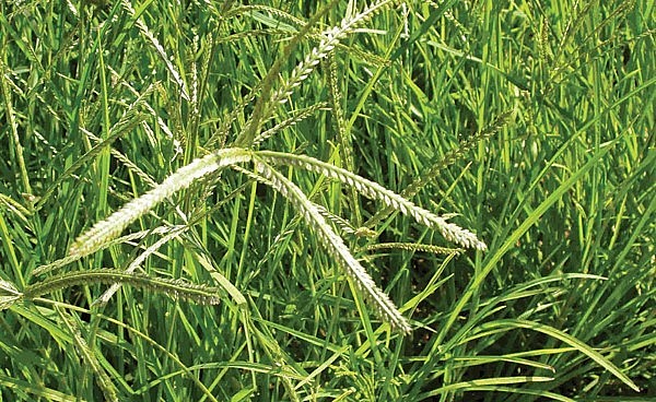 Cỏ mần trầu có nhiều công dụng để trị bệnh.