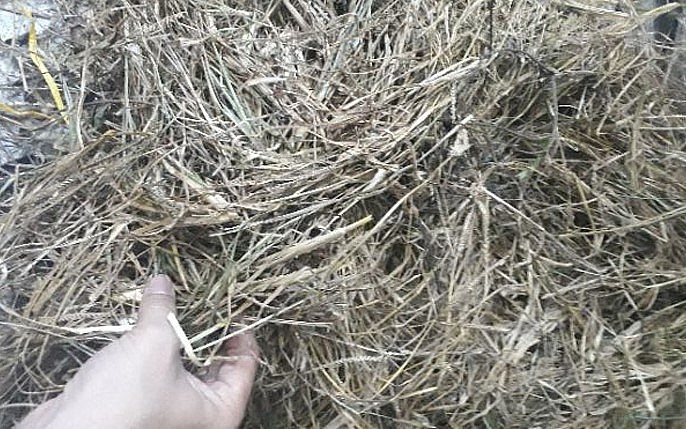 Các cơ sở sản xuất dầu gội thu mua cỏ mần trầu với số lượng lớn.