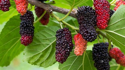 Loại quả rẻ tiền là kho vitamin C, đang vào vụ chín giá chỉ từ 20.000 đồng/kg