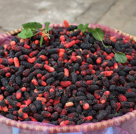 Loại quả rẻ tiền là kho vitamin C, đang vào vụ chín chỉ 20.000đ được rổ to, cả nhà ăn thỏa thích