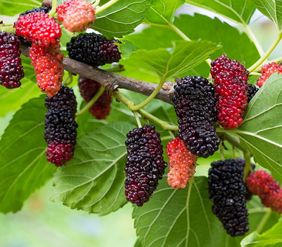 Loại quả rẻ tiền là kho vitamin C, đang vào vụ chín chỉ 20.000đ được rổ to, cả nhà ăn thỏa thích