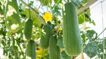 Loại quả mùa hè bán rẻ bèo ở chợ, ăn vào đẹp dáng trắng da, thanh nhiệt cơ thể cực tốt