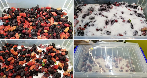 Loại quả rẻ tiền là kho vitamin C, đang vào vụ chín chỉ 20.000đ được rổ to, cả nhà ăn thỏa thích