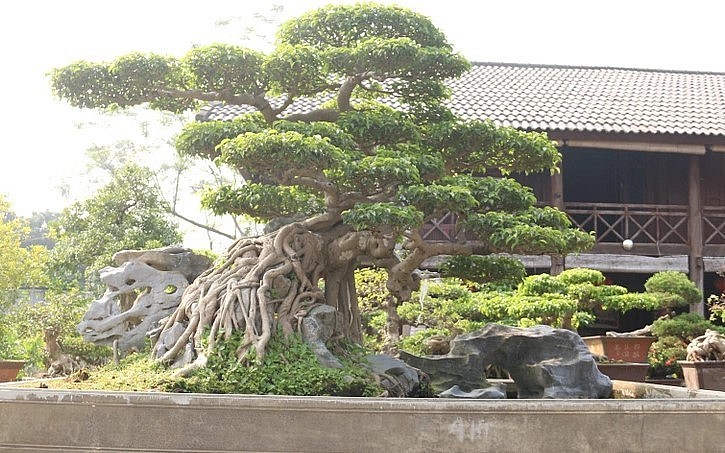 Siêu phẩm sanh cổ với dáng thế vươn mình đón gió.