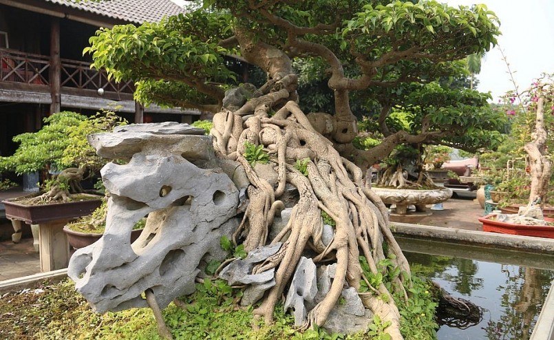 Sanh cổ với bộ rễ ôm đá lũa độc đáo.