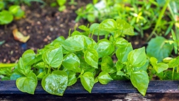 Thứ rau dại được đồn tốt như “thần dược” lại dễ trồng nhất quả đất, mùa xuân nảy mầm đến hè đã hái mỏi tay