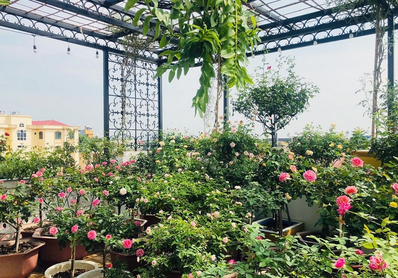 Những vật dụng thường ngày bỗng trở nên hữu ích trong khu vườn sân thượng. Những vật dụng thường ngày bỗng trở nên hữu ích trong khu vườn sân thượng.