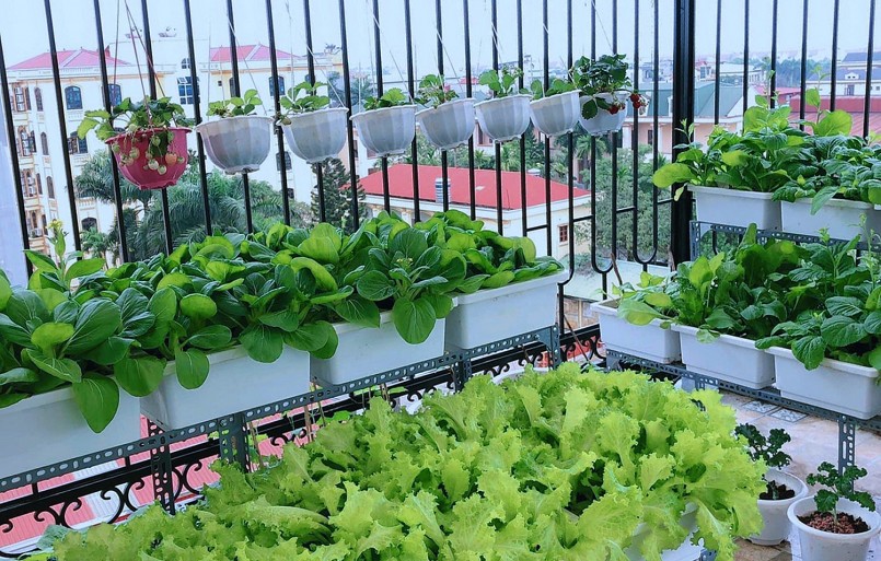 Thiết kế vườn sân thượng được nhiều người quan tâm. Thiết kế vườn sân thượng được nhiều người quan tâm.