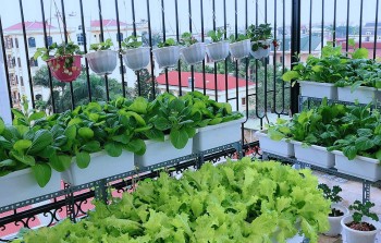 Những kiểu thiết kế vườn sân thượng rau xanh mướt, quả trĩu giàn tràn ngập niềm vui