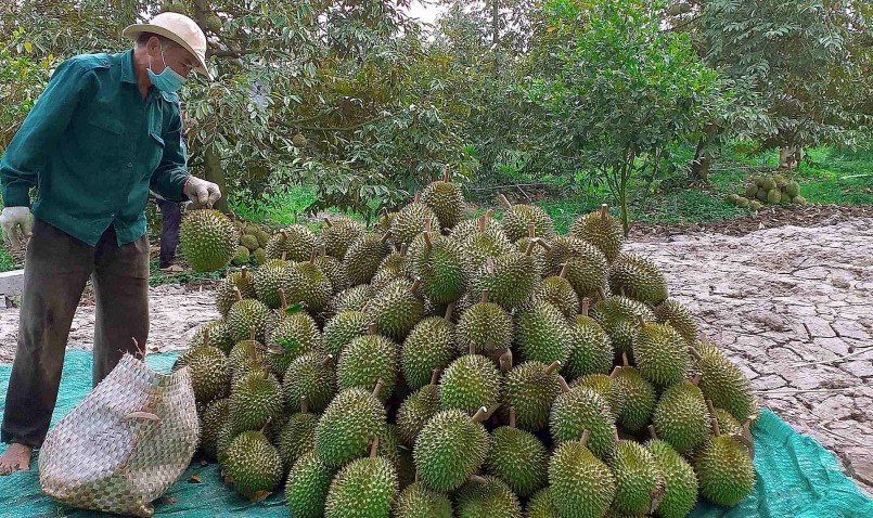Giá sầu riêng giảm khi đang vào vụ thu hoạch khiến nhà vườn kém vui.