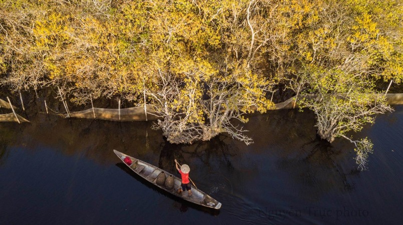 Rừng ngập mặn Rú Chá được ví như nàng thơ xứ Huế.