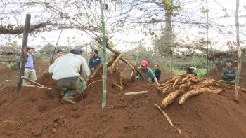 Hải Dương đến mùa thu hoạch sắn dây