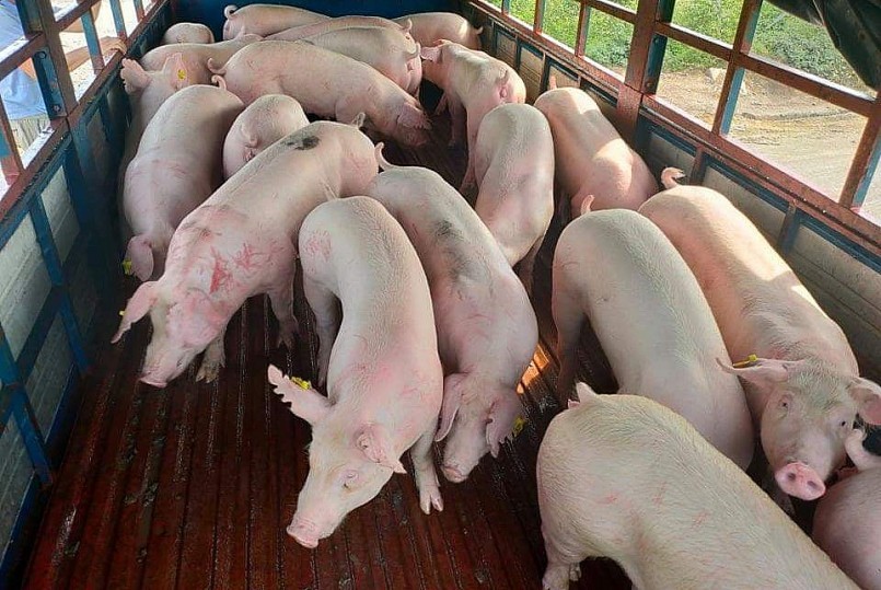 Giá heo hơi hôm nay (18/5), tiếp tục tăng lên đỉnh mới 57.000 đồng/kg tại một số địa phương. 