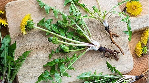 Mẹo hay, dùng lá bồ công anh chữa tắc tia sữa, bạn đã biết chưa?