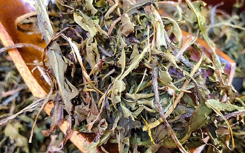 Mẹo hay, dùng lá bồ công anh chữa tắc tia sữa, bạn đã biết chưa?