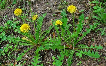 Mẹo hay, dùng lá bồ công anh chữa tắc tia sữa, bạn đã biết chưa?