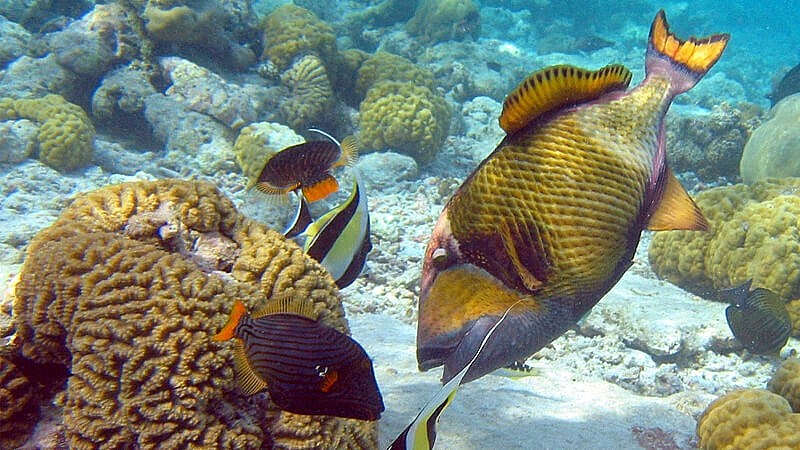 Cá bò giáp Cá bò giáp