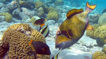 Loài cá có tên độc lạ, xưa ít người ăn nay thành đặc sản cao cấp trong nhà hàng, giá 360.000 đồng/kg