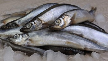 Loài cá nhỏ nhưng có võ, trong bụng chứa thứ bổ hơn sâm, được ví là “tiên dược” của phái mạnh