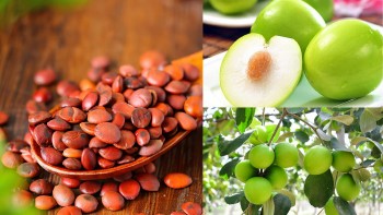 Công dụng thần kỳ và bài thuốc từ Toan táo nhân