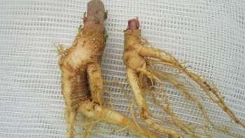 3 người ở Lào Cai bị ngộ độc do uống rượu ngâm củ cây thương lục