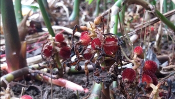 Tác dụng hữu ích của cây sa nhân tím