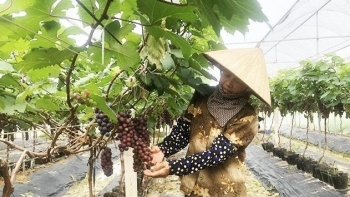 Ngược đời trồng nho hạ đen ở "thủ phủ" rau, vừa mở cửa vườn khách đã vào nườm nượp thu về nửa tỷ