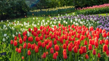 Hoa Tulip - Quốc hoa của Hà Lan với vẻ đẹp rực rỡ