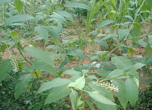 Cây thương lục. Ảnh: Sở Y tế Lào Cai