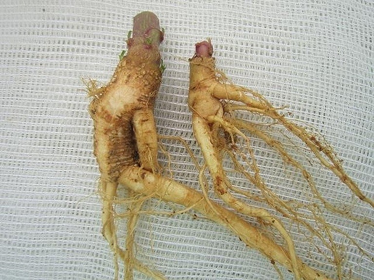 Củ cây thương lục