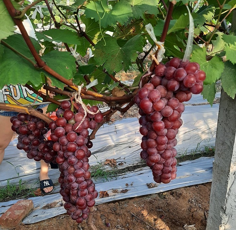 Dự kiến ông Đoàn sẽ có thu nhập 1 tỷ đồng mỗi năm khi toàn bộ diện tích nho hạ đen cho thu hoạch.