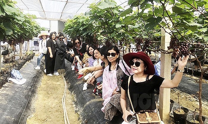 Khách trong và ngoài tỉnh thích thú khám phá vườn nho hạ đen tại vùng rau Gia Lộc.