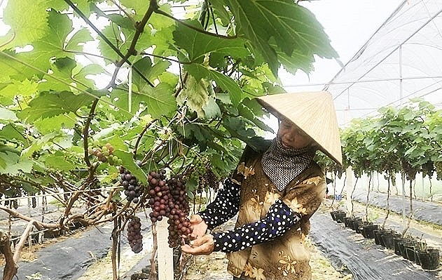 Cây nho hạ đen trồng trong nhà lưới cho năng suất cao.
